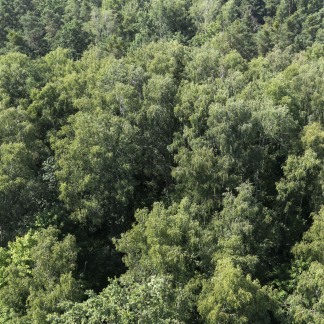 Die Dichte des Reichswalds ist gut erkennbar aus der Vogelperspektive.