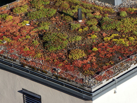 Foto von einem begrünten Flach·dach auf einem Haus. Auf dem Dach wachsen verschiedene Pflanzen.