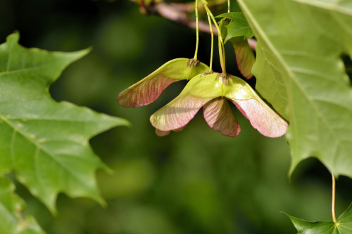 Samen vom Spitzahorn. © Karin Jaehne