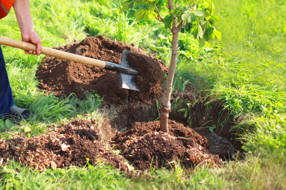 Ein Mann pflanzt einen kleinen Baum. In der Hand hält er eine Schaufel.