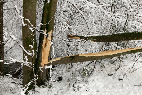 Ein Baumstamm ist durch die Last des Schnees abgebrochen.