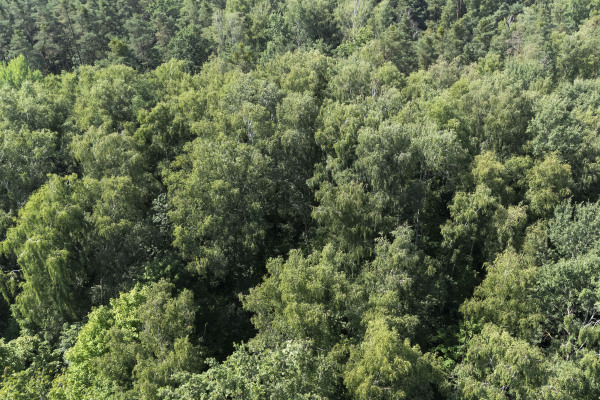 Der dichte, grüne Reichswald im Sommer aus Vogelperspektive.