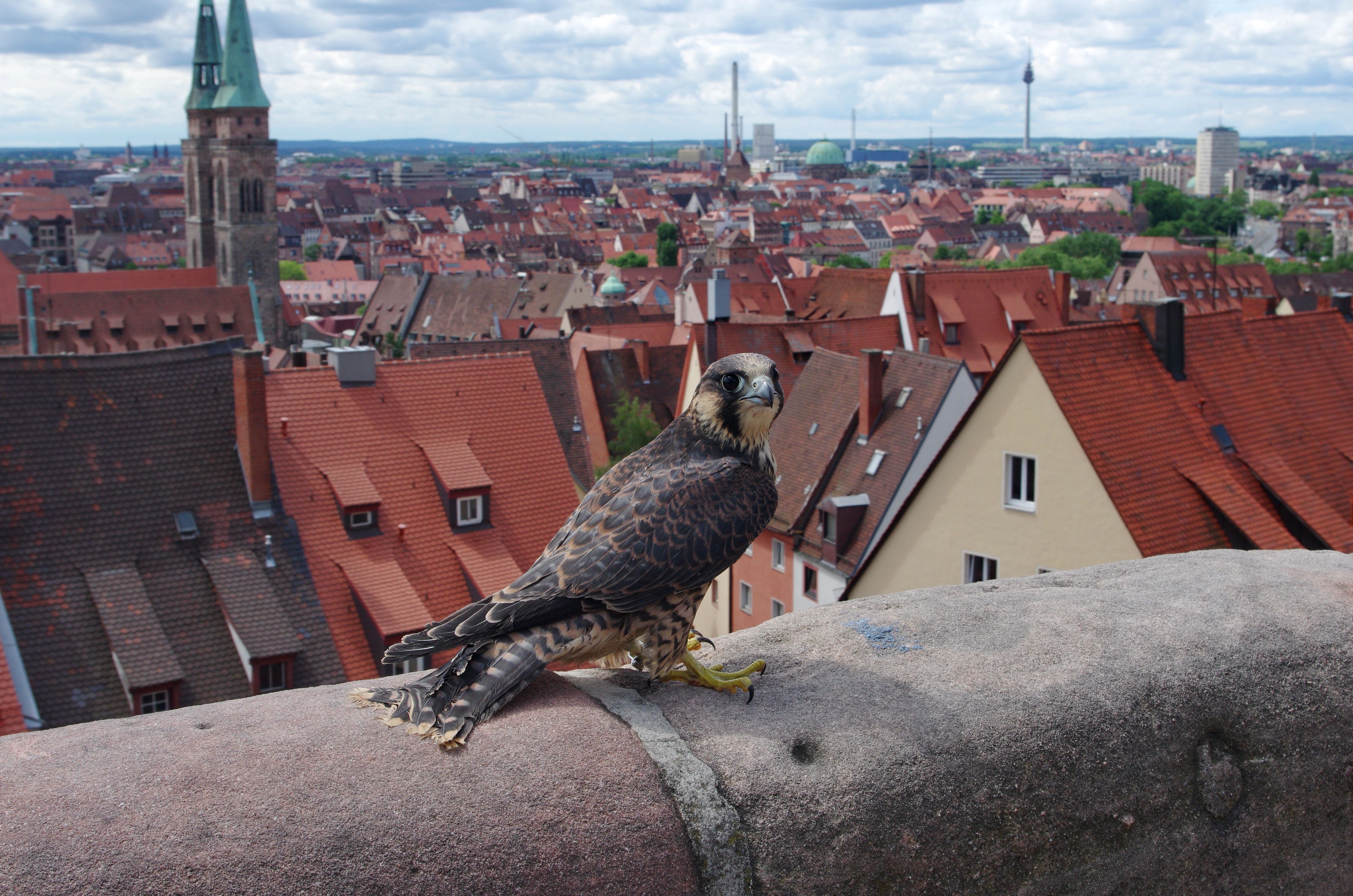 Nachrichten aus dem Rathaus Junger Wanderfalke zurück auf der Burg Nachrichten aus dem Rathaus Junger Wanderfalke zurück auf der Burg