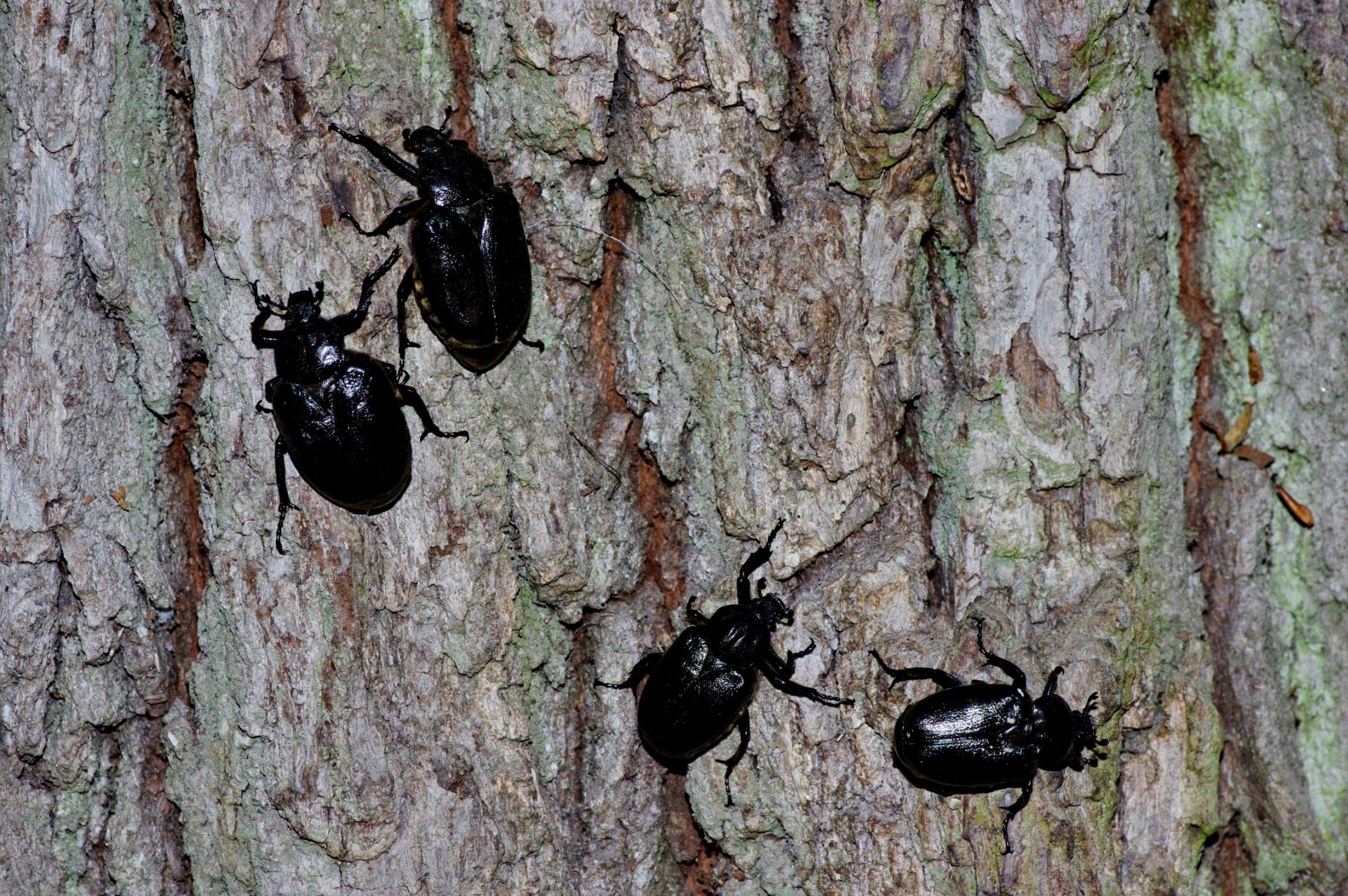 Nachrichten aus dem Rathaus Eremiten im Tiergarten gerettet