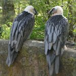 Bartgeier Tiergarten