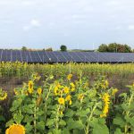 Solarmodule in einem Sonnenblumenfeld