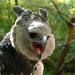 Harpyie Domingo im Tiergarten Nürnberg