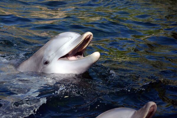 Delfin Dörte Mai 2023