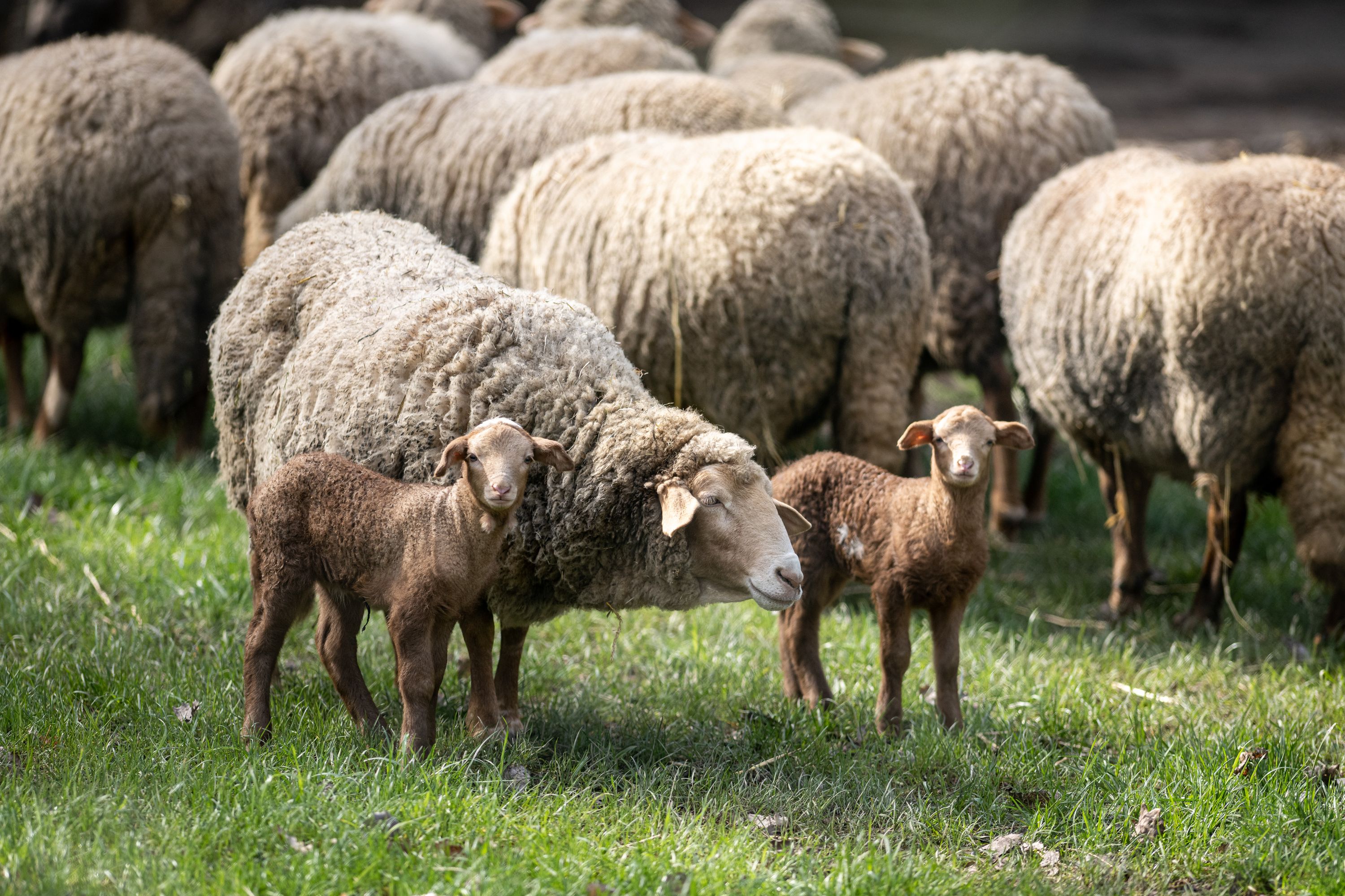 Nachrichten aus dem Rathaus Tiere der Bibel Sonderführung zum