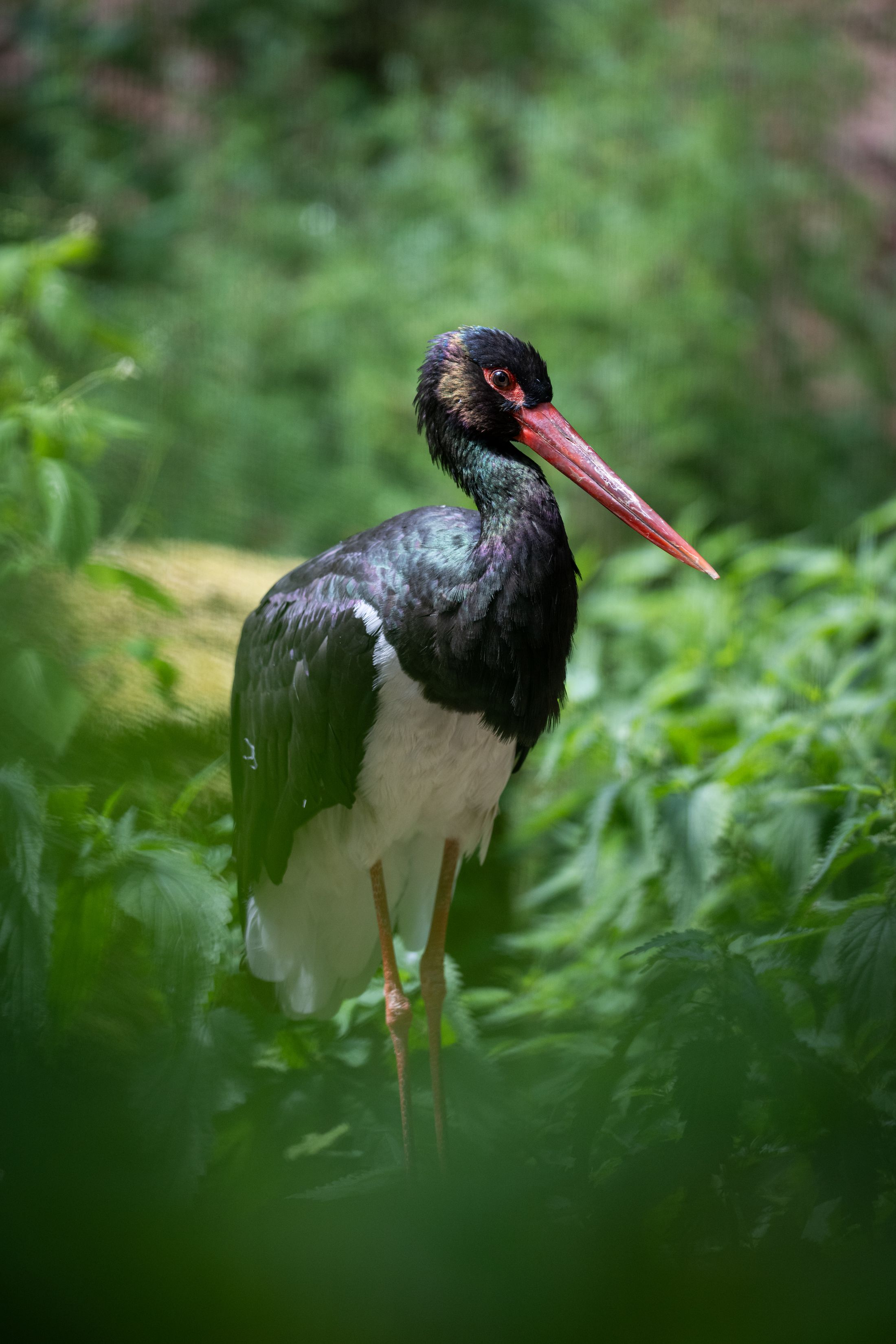 Nachrichten aus dem Rathaus Neue Tierart Schwarzstörche im Tiergarten