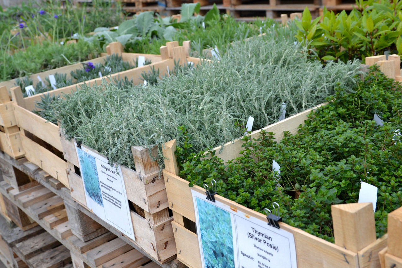 Kräuterkisten auf Palettenstapeln, Bild © Heike Bauer