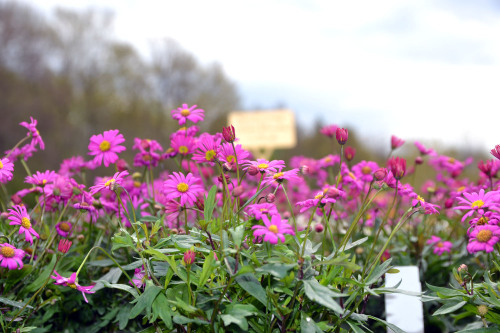 Gänseblümchen © Heike Bauer / Stadt Nürnberg