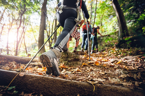 Eine Wandergruppe läuft im Frühling durch einen Wald.