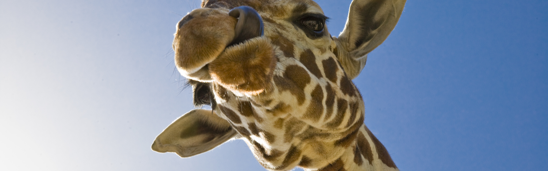 Nuernberg 30. Mai 2008: Giraffe im Nuernberger Tiergarten. (Foto: Birgit Fuder/Stadt Nuernberg)