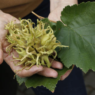Stadtbaum-Managerin Petra Wang begutachtet Blätter und Früchte einer Baumhasel.