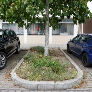 Der jungen Baumhasel in der Wilhelm-Spaeth-Straße im Stadtteil Bleiweiß geht es trotz des extrem heißen Sommers ausgesprochen gut. 