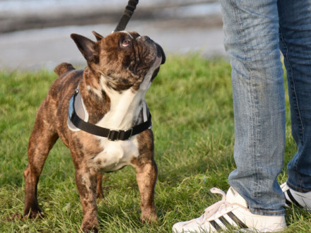 Foto von einem Hund an der Leine. Der Hund schaut nach oben zu seinem Herrchen., Bild © Pixabay